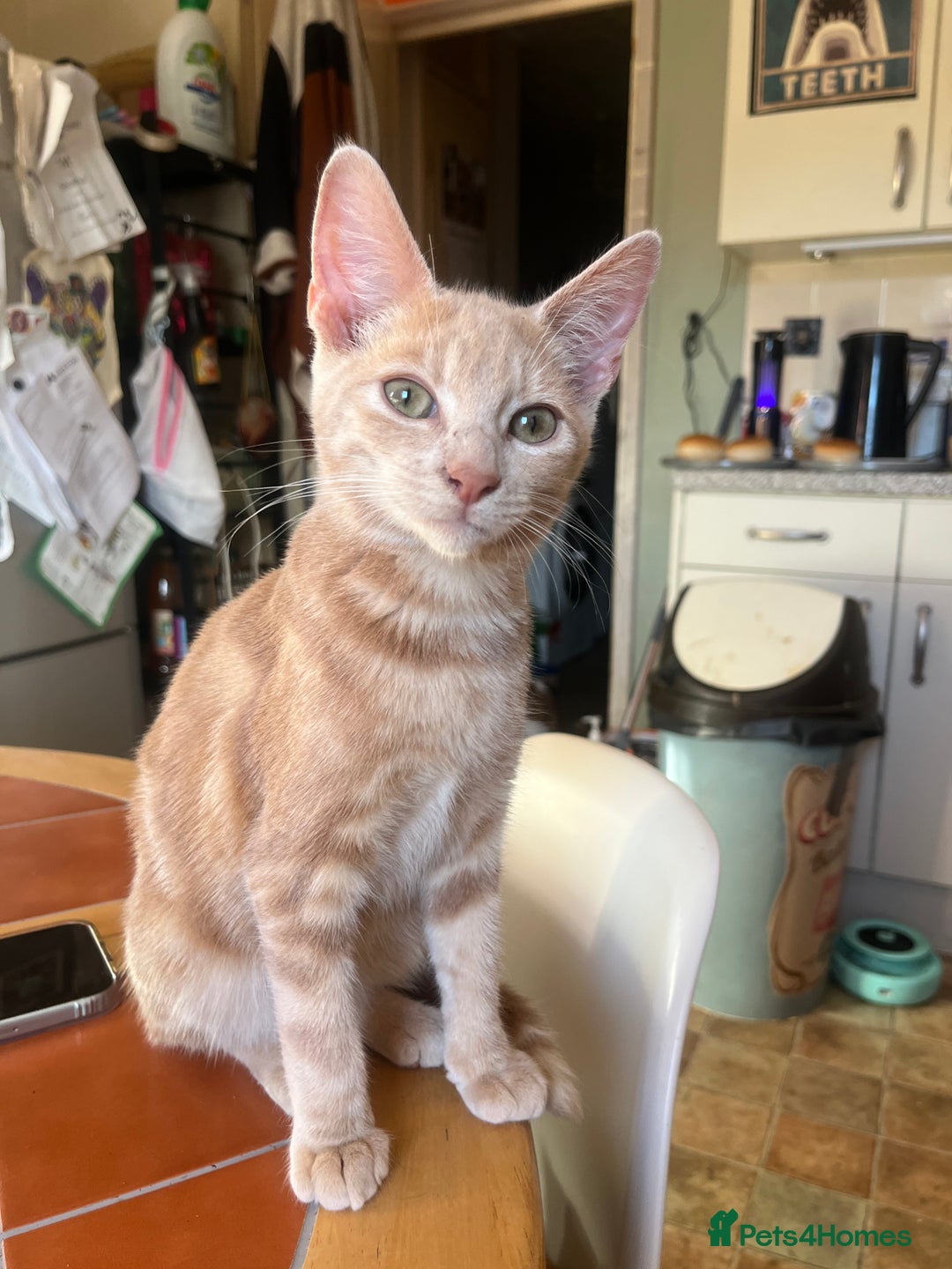 Mixed Breed cats for sale: Beautiful mixed kittens  - Image 13