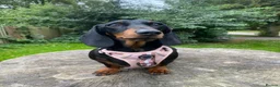 Miniature Dachshund dogs for sale: Stunning Miniature Dachshunds - Advert 5