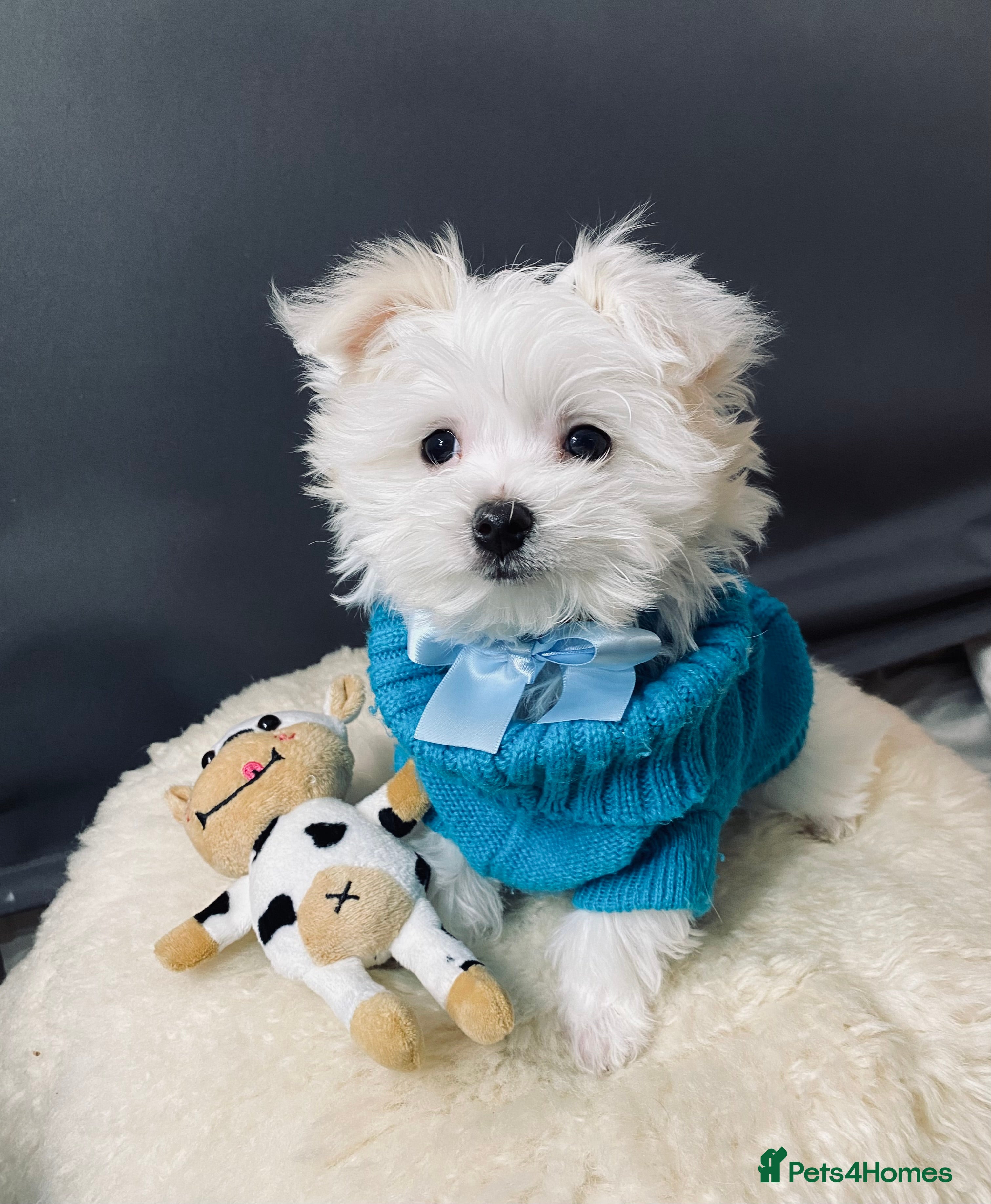 Maltese dogs ✨ Outstanding KC half-Korean Maltese Puppies ✨ - Advert 2