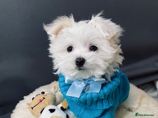 Maltese dogs ✨ Outstanding KC half-Korean Maltese Puppies ✨ - Advert 2