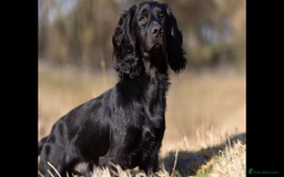 Cocker Spaniel dogs for sale: Cocker Spaniel puppies - Advert 2