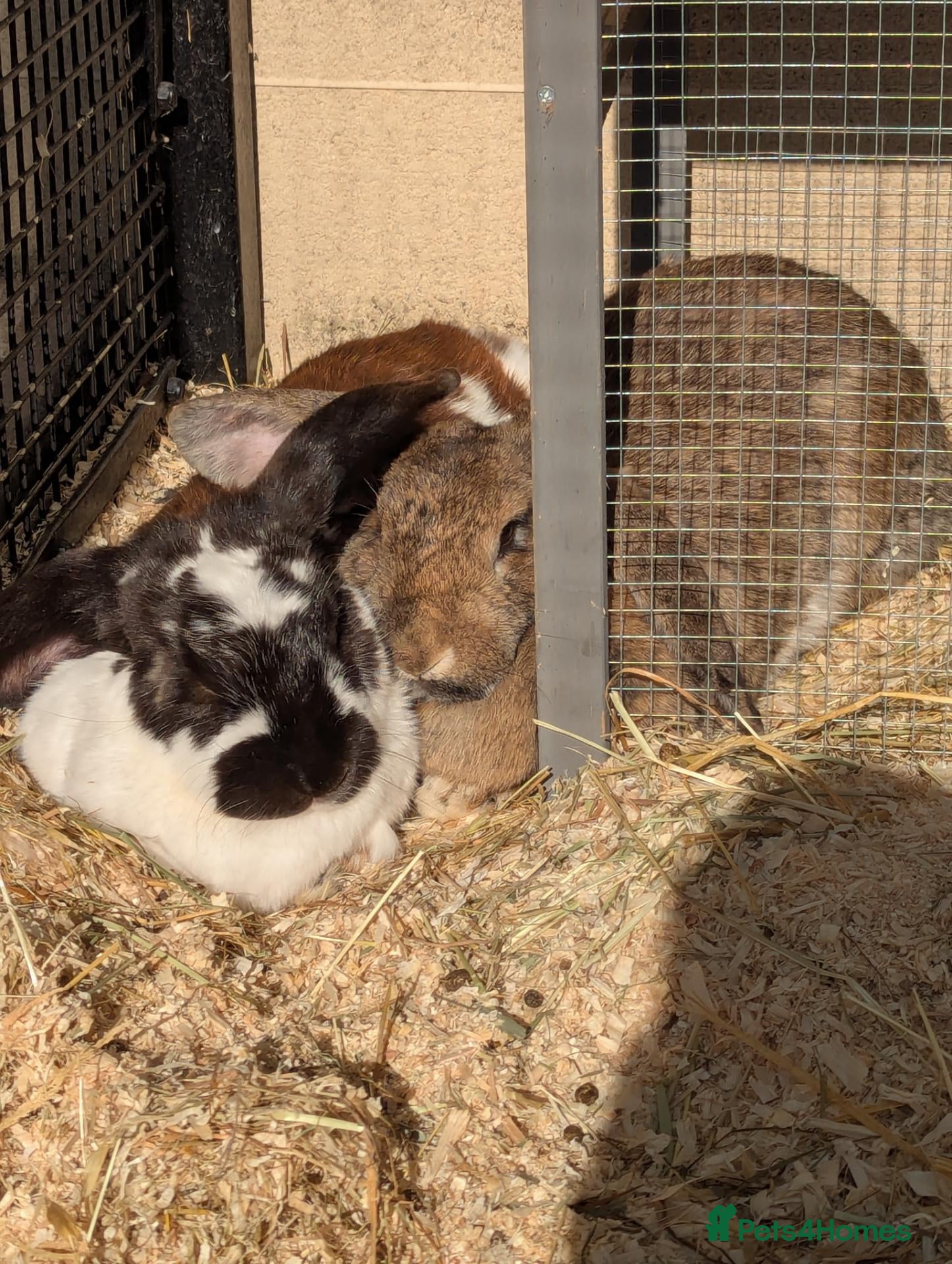 Mixed Breed rabbits 2 female rabbits looking for a forever home  - Advert 13