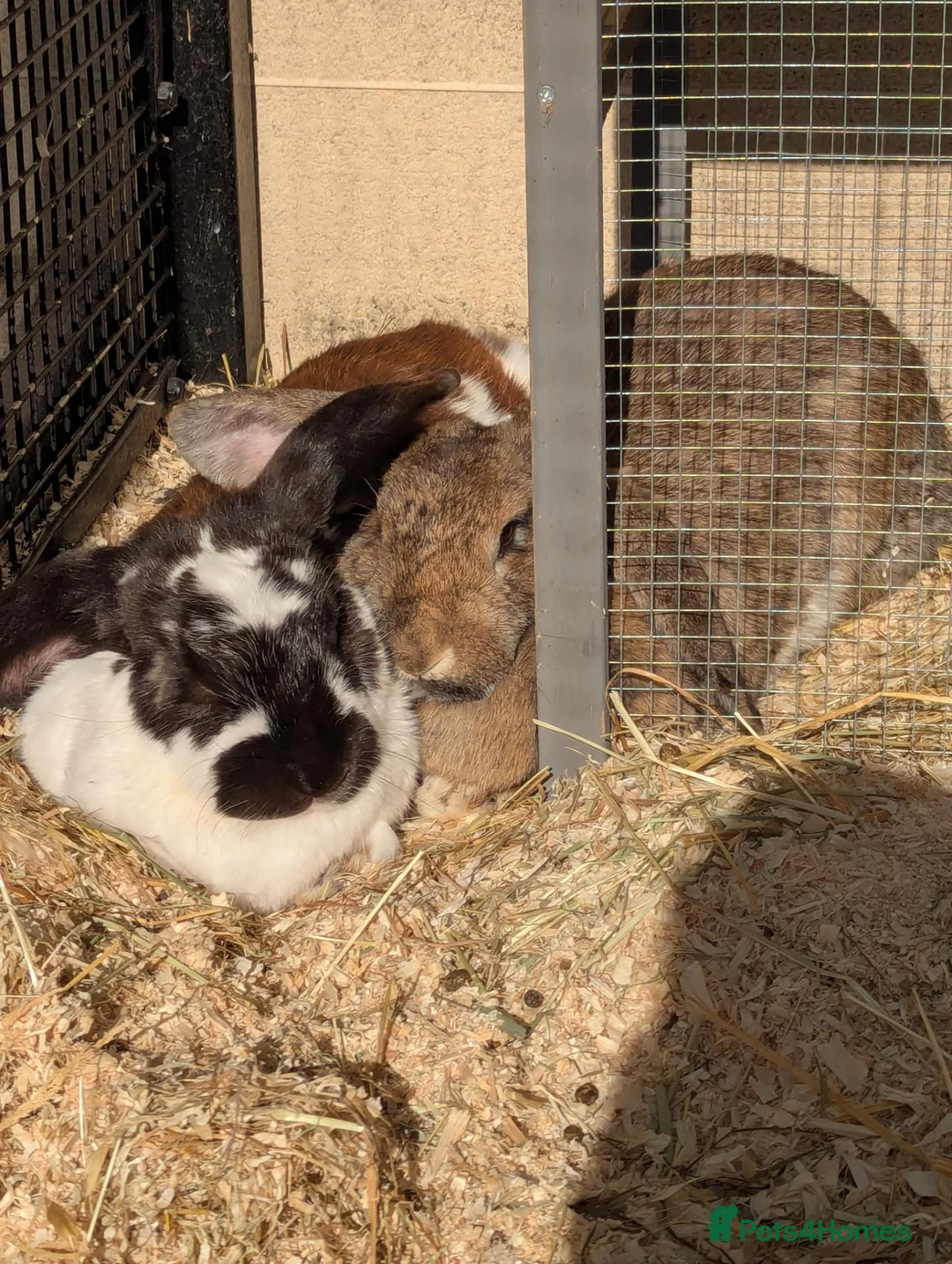Mixed Breed rabbits for sale: 2 female rabbits looking for a forever home  - Advert 1