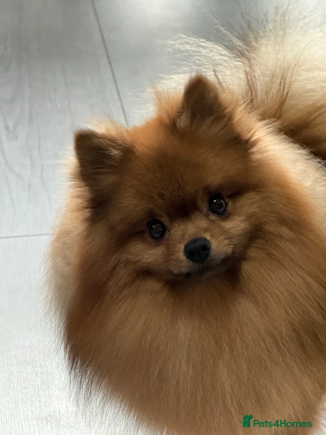 Pomeranian dogs for stud: Orange Sable Pomeranian for Stud in Cheltenham - Advert 6