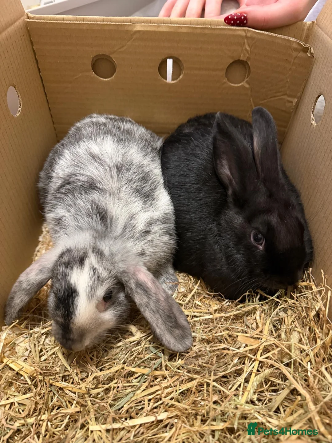 Tri Coloured Dutch rabbits for sale: Re-homing two rabbits - Advert 2