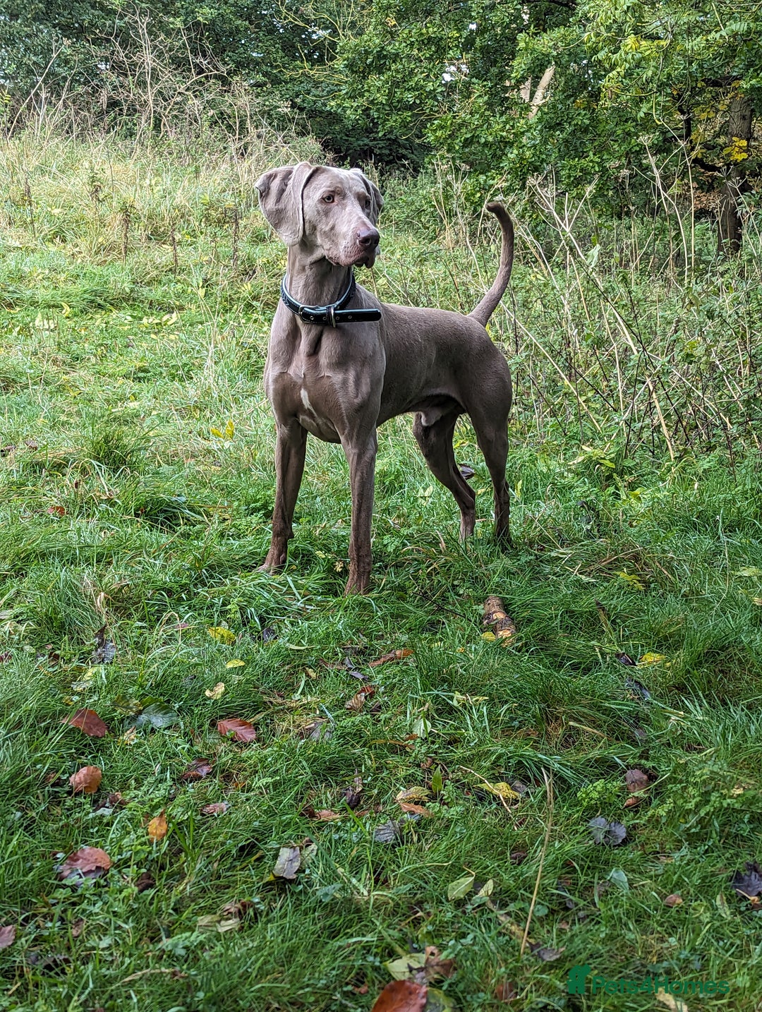 Weimaraner dogs for stud: Dog For Breeding  - Advert 8