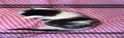 Mixed Breed cats for sale: 3 kittens 8 weeks need gone asap - Advert 2
