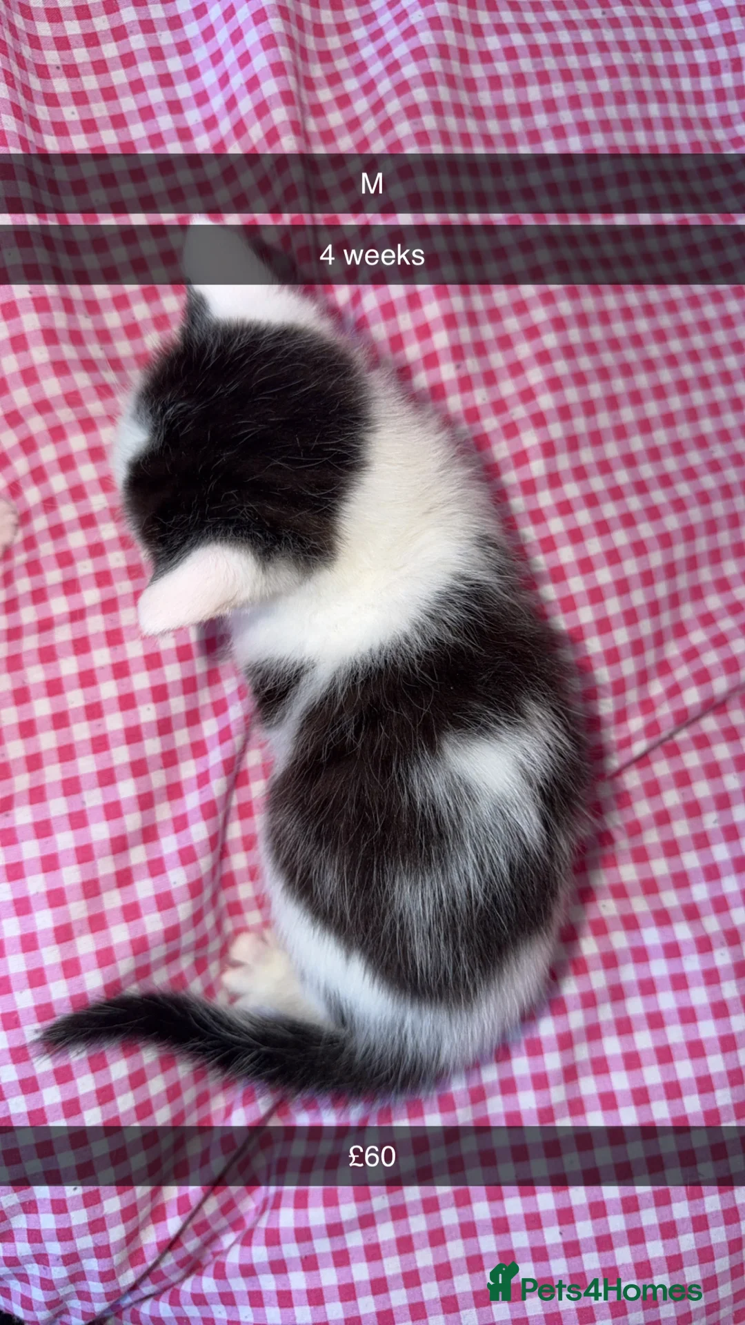 Mixed Breed cats for sale: 3 kittens 8 weeks need gone asap - Advert 2