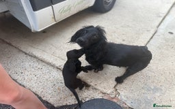 Cocker Spaniel dogs for sale: Gorgeous spaniel puppy’s   - Image 2