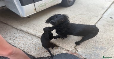 Cocker Spaniel dogs - Advert 12