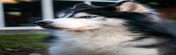 Siberian Husky dogs for stud: 🐾 Premium Stud Service: Wooly Siberian Husky 🐾 in Mansfield - Advert 2