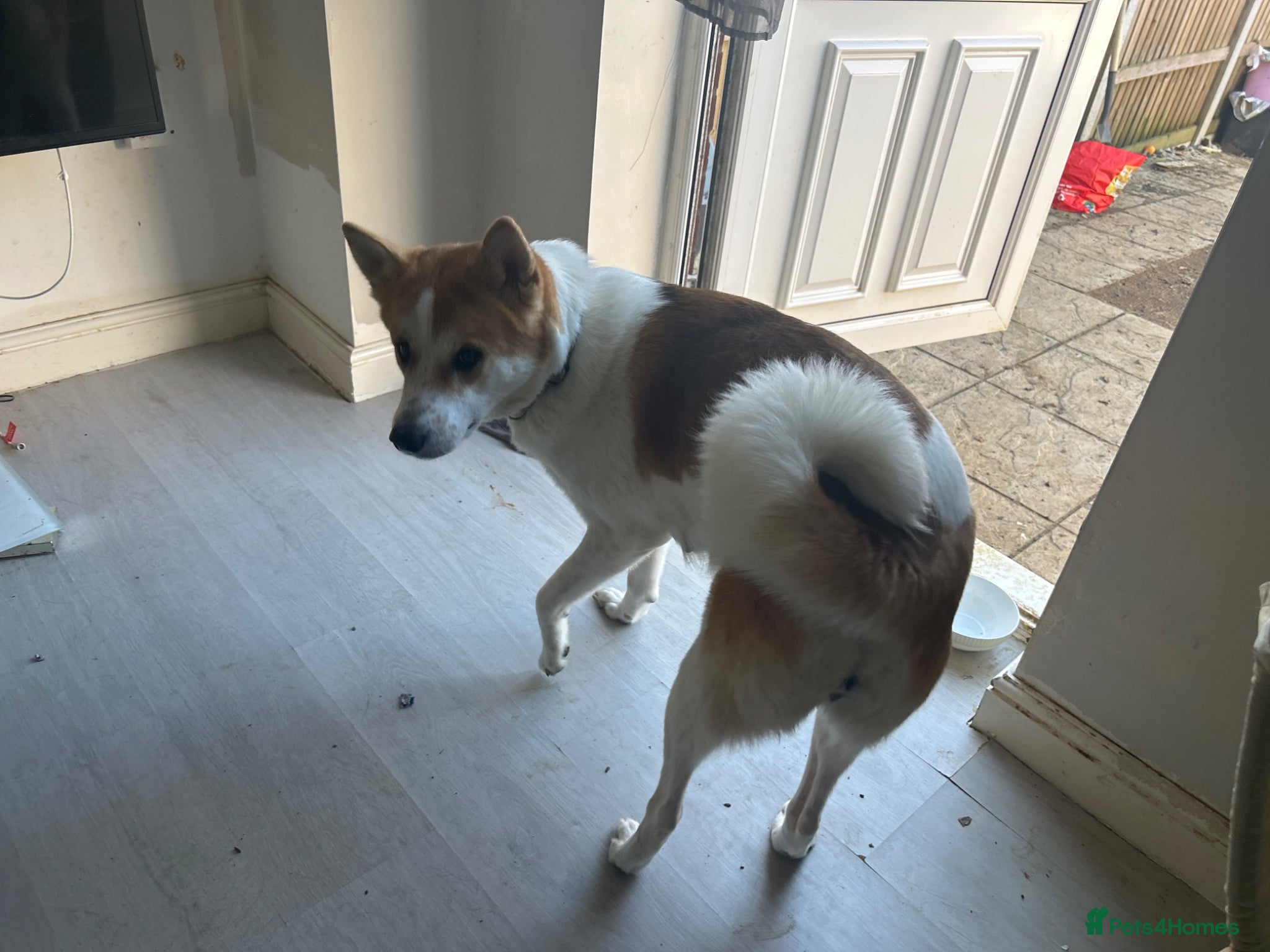 Mixed Breed dogs Akita cross lab puppys - Advert 4