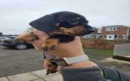 Miniature Dachshund dogs for sale: Miniature smooth haired dachshunds  - Image 14