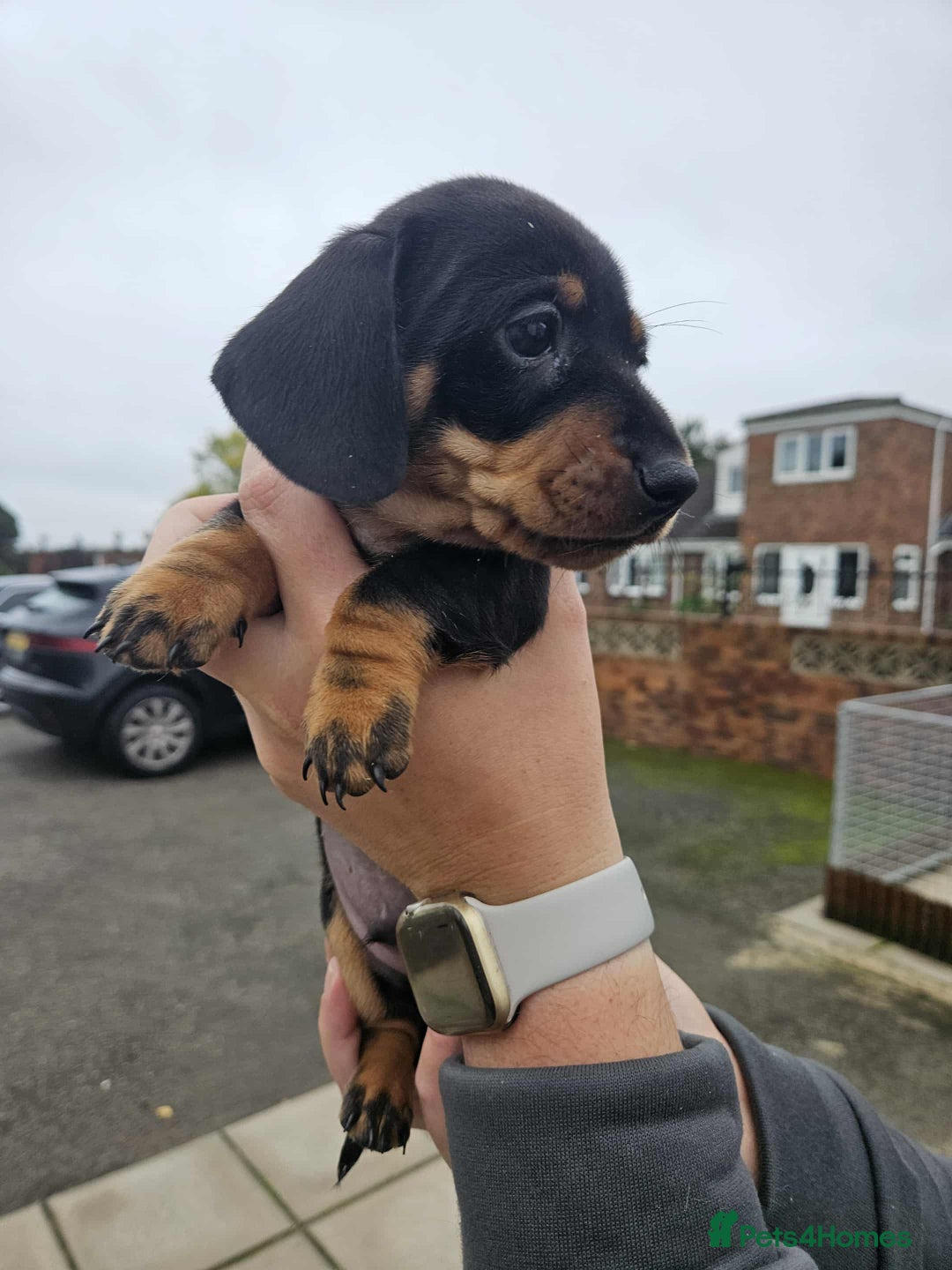 Miniature Dachshund dogs for sale: Miniature smooth haired dachshunds  - Image 14