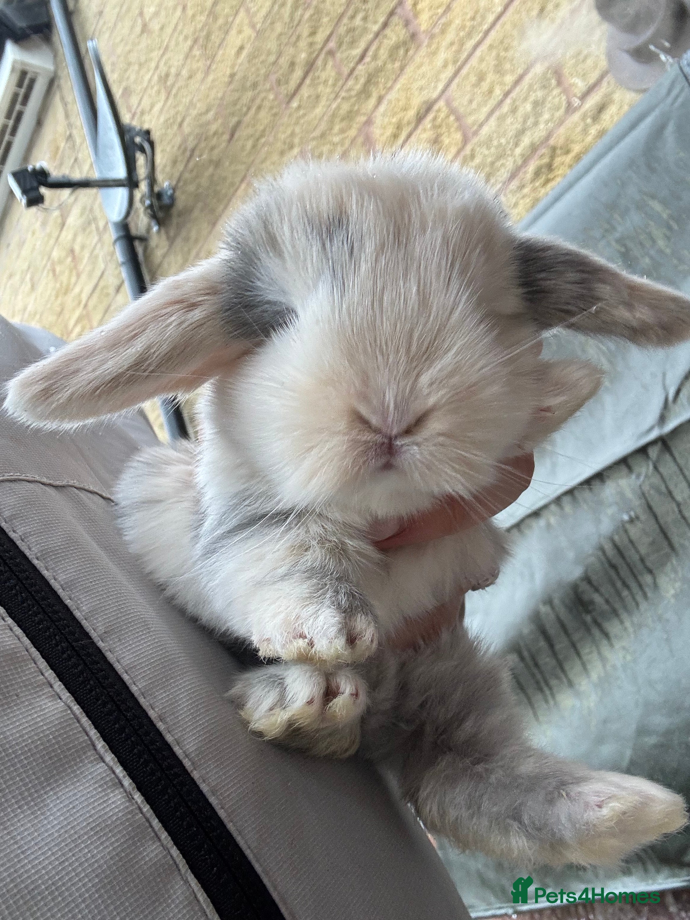 Mini Lop rabbits ✨ Beautiful Lops ✨  - Advert 20