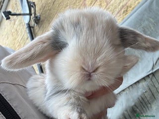 Mini Lop rabbits ✨ Beautiful Lops ✨ - Advert 20
