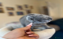 Scottish Fold cats for sale: Beautiful blue Scottish fold - Image 9