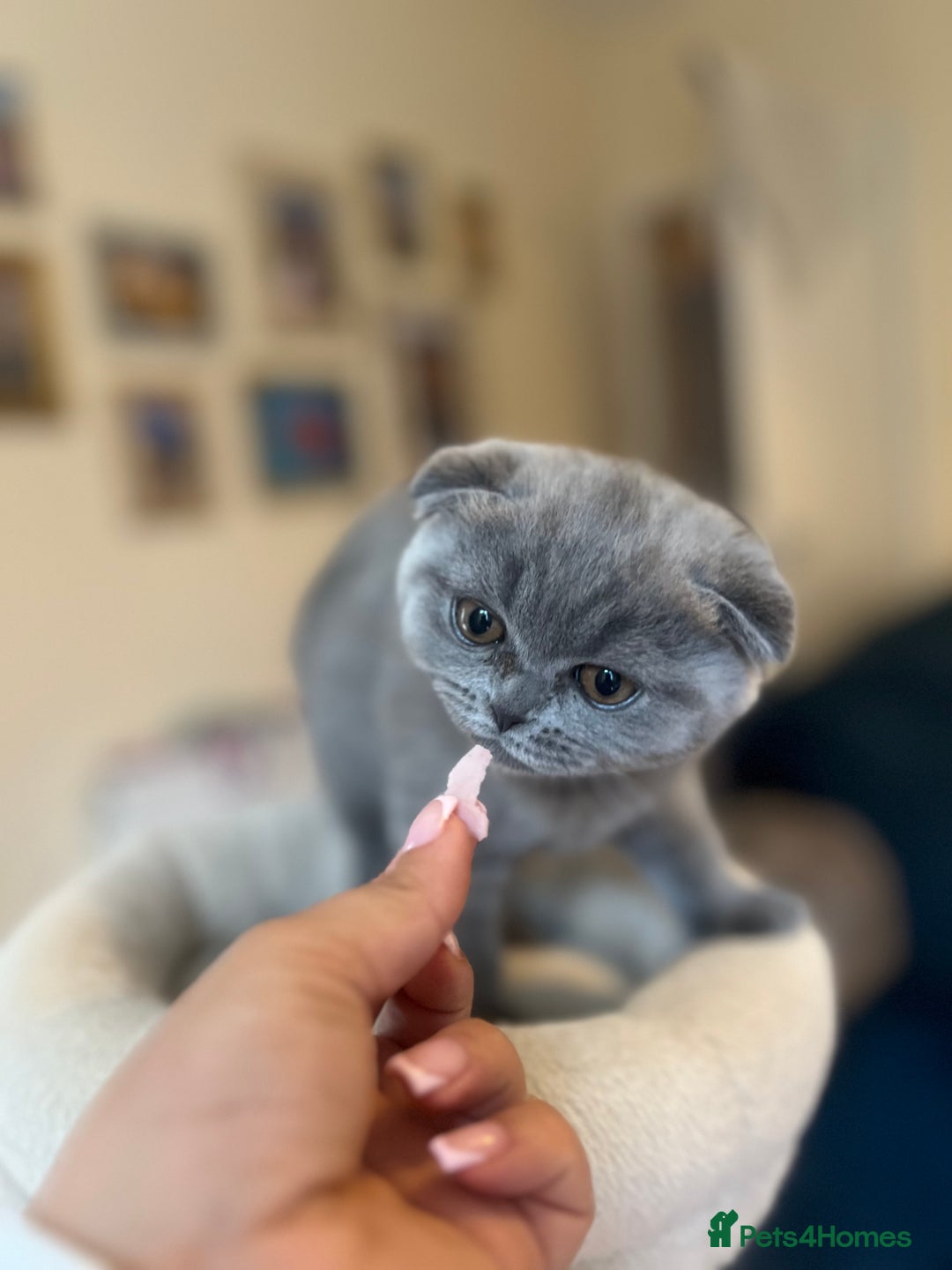 Scottish Fold cats for sale: Beautiful blue Scottish fold - Image 9