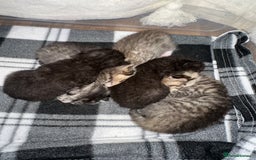 Domestic Shorthair cats for sale: Domestic short/long hair kittens - Image 7