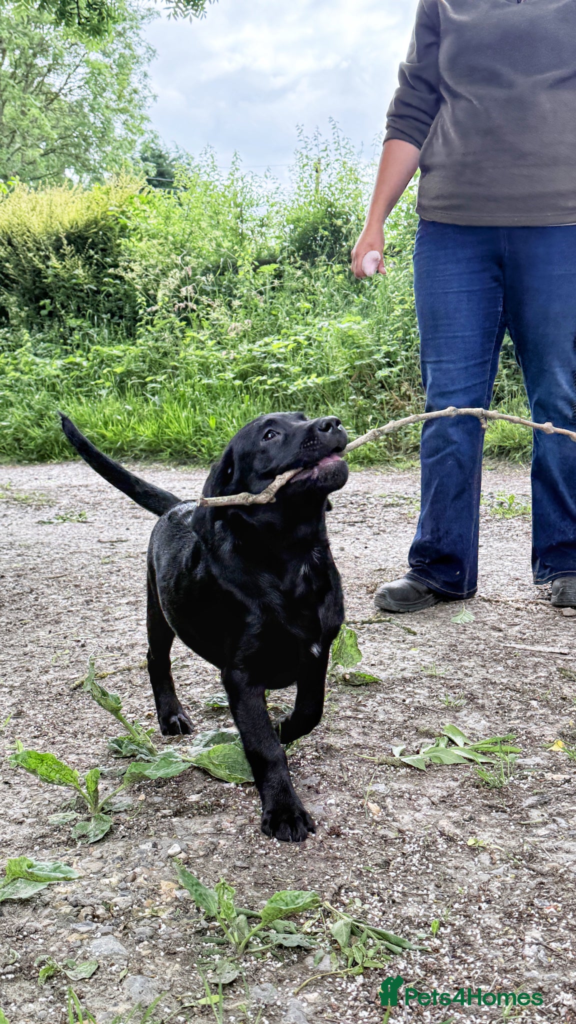 Labrador Retriever dogs Exceptional KC Reg Labrador Puppies For Sale! - Advert 2