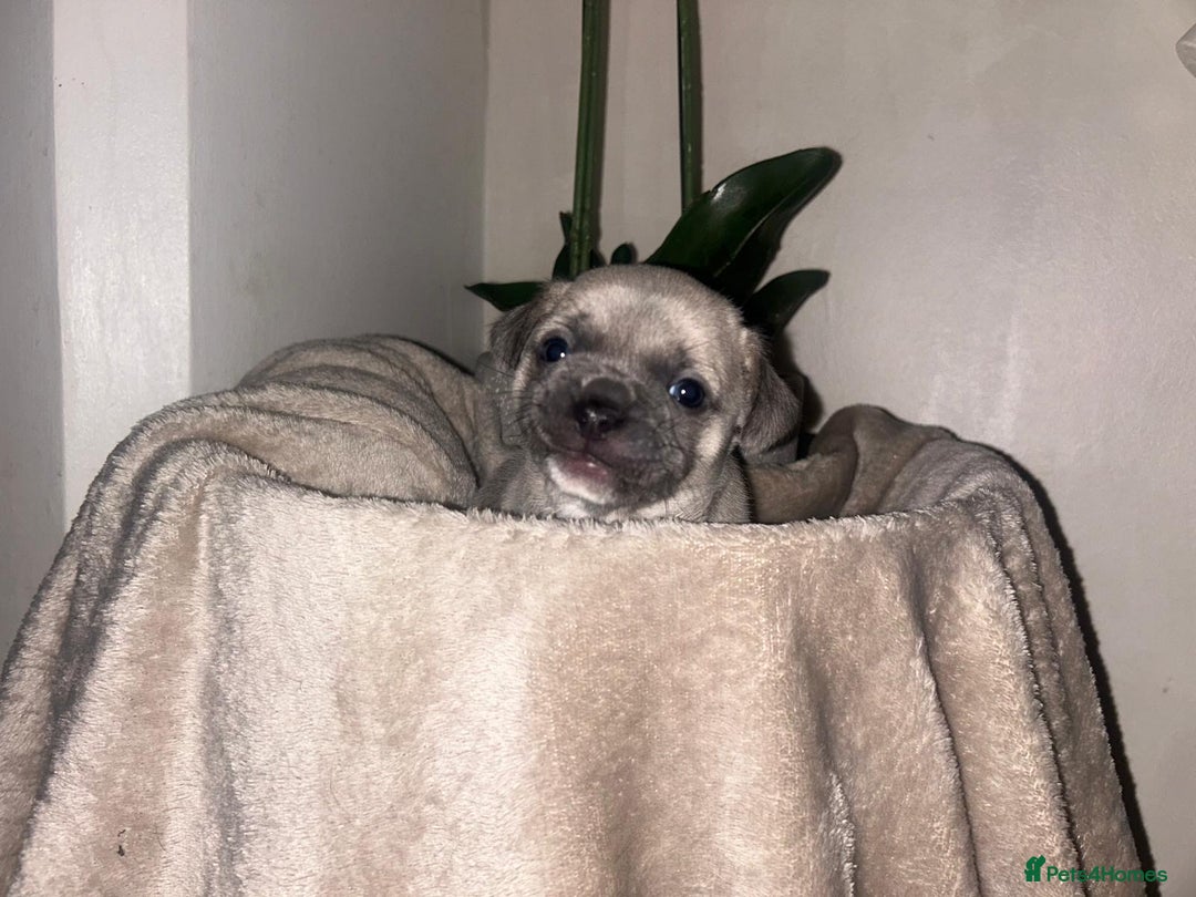 Mixed Breed dogs for sale: Beautiful French Bulldog x Chihuahua Puppies  - Advert 5