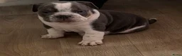 Mixed Breed dogs for sale: Olde English bulldog puppies  in Durham - Advert 11