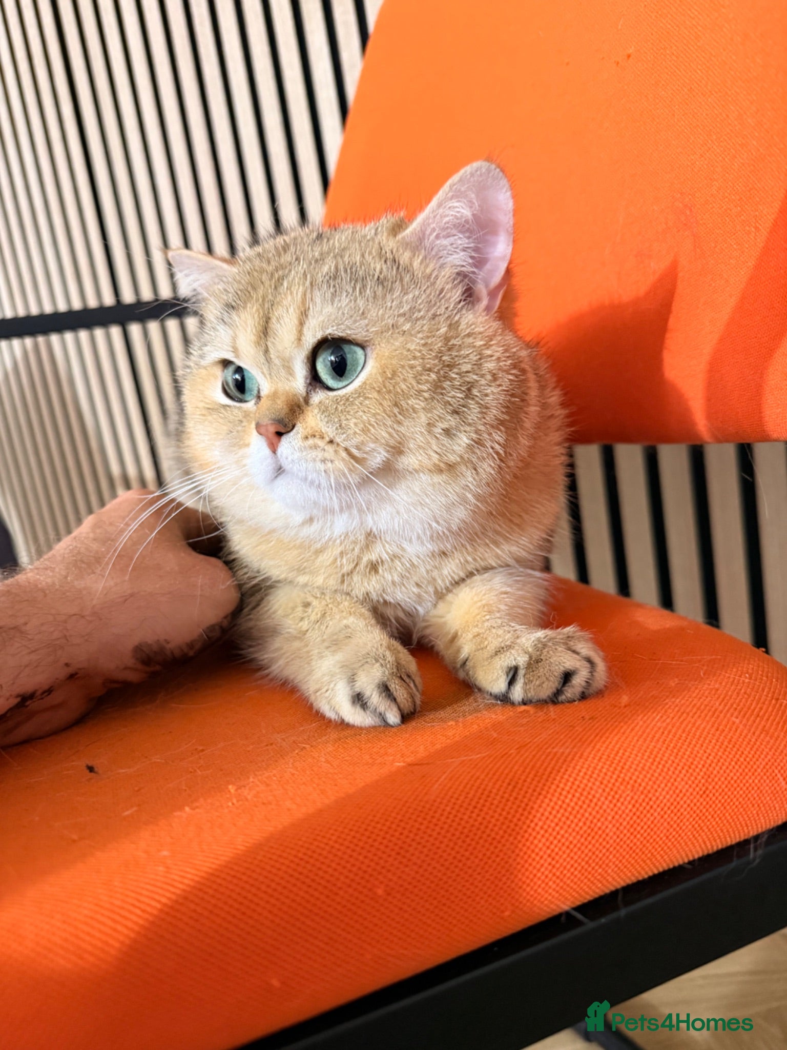 British Shorthair cats BSH NY12 beautiful boy emerald eyes - Advert 3
