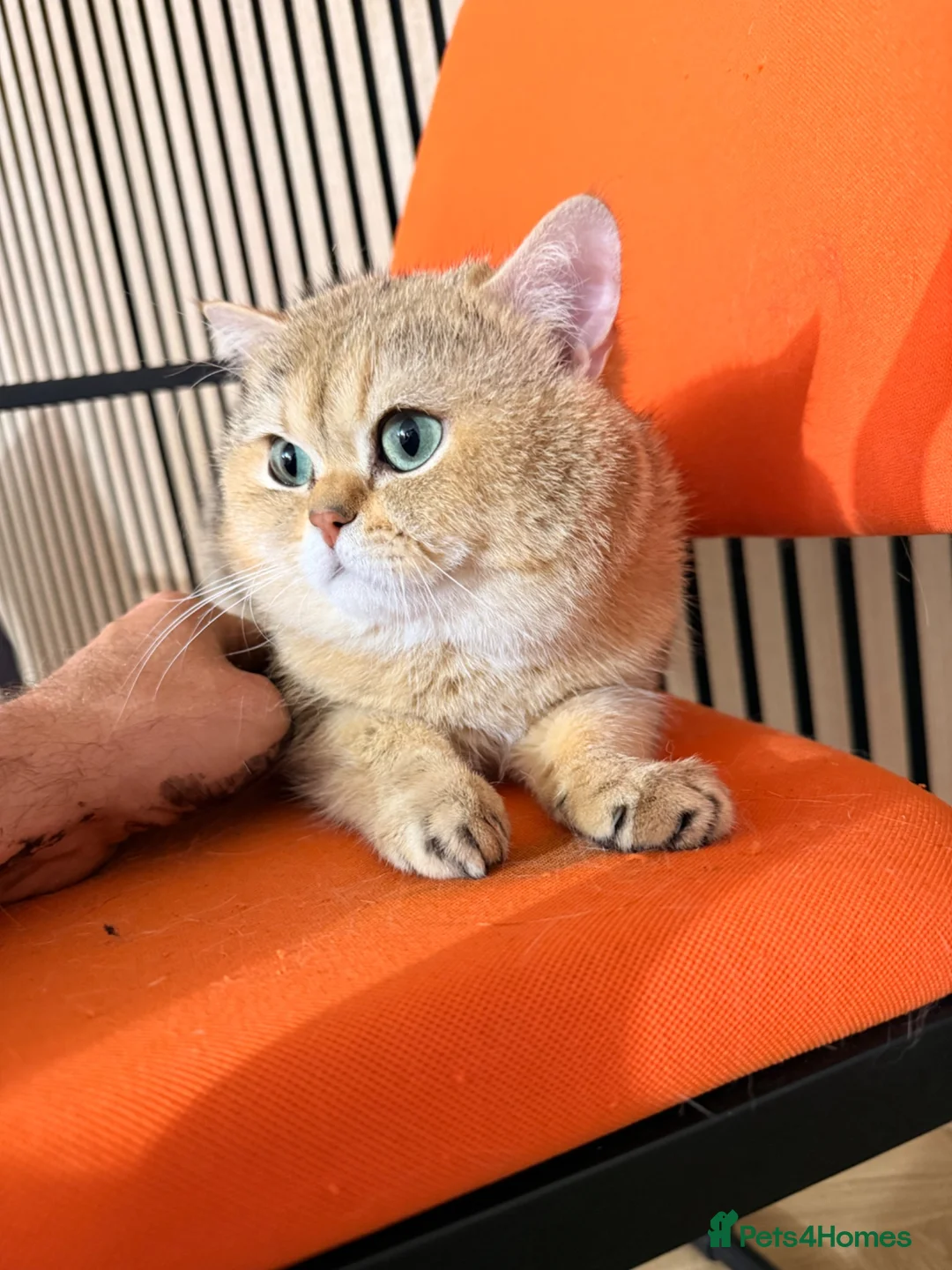 British Shorthair cats for stud: BSH NY12 beautiful boy emerald eyes - Advert 1