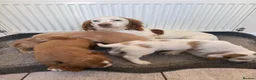 Cocker Spaniel dogs for sale: Beautiful cocker spaniel puppies for sale boys  - Advert 8