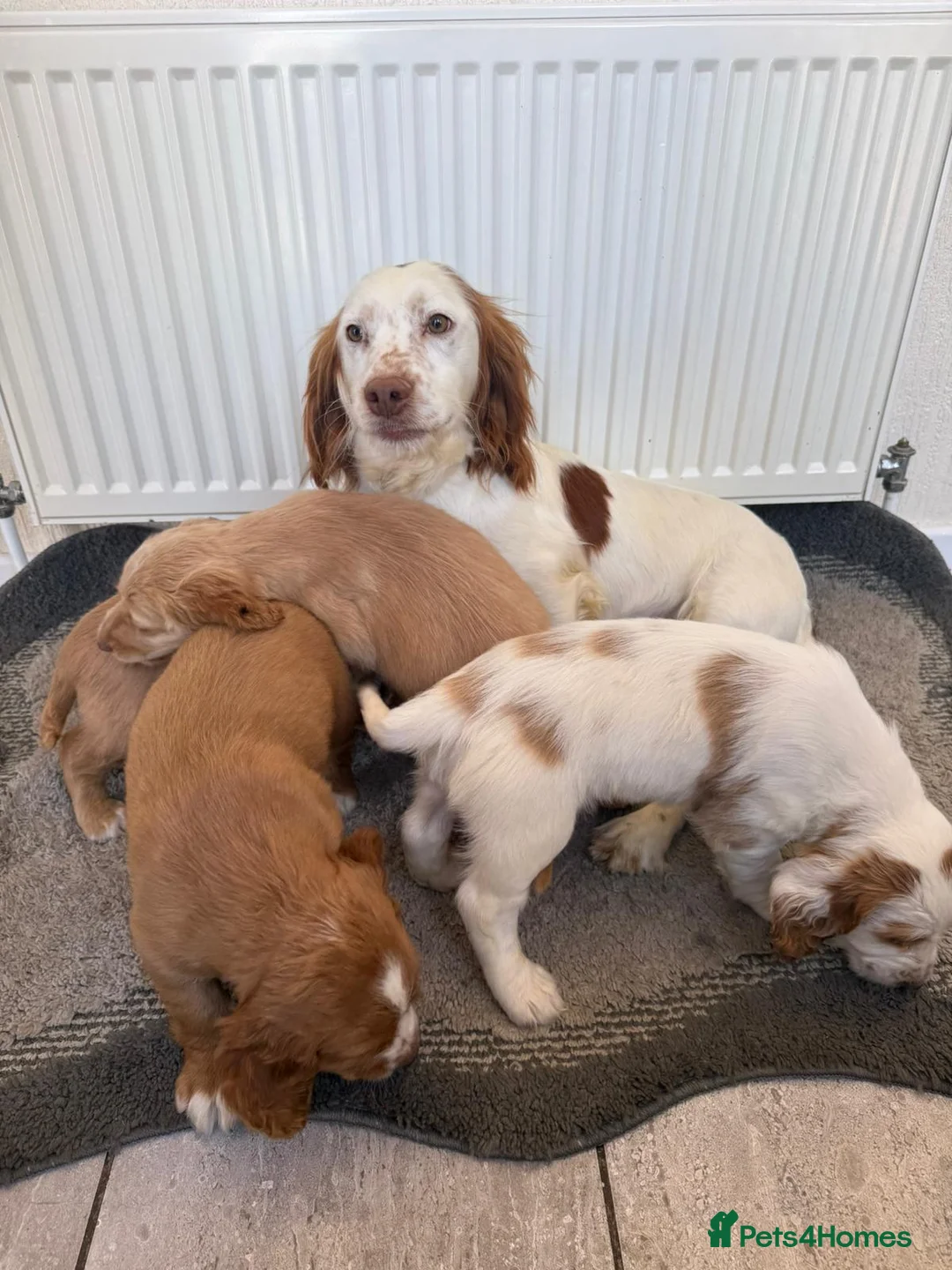 Cocker Spaniel dogs for sale: Beautiful cocker spaniel puppies for sale boys  - Advert 8