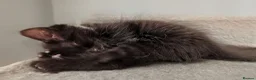 Ragdoll cats for sale: Pair of Ragdoll/Tabby Kittens ..... Bear & Tia  - Advert 20