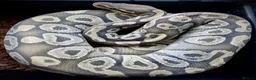 Python Snake reptiles for sale: Ball pythons looking for new home  - Advert 16