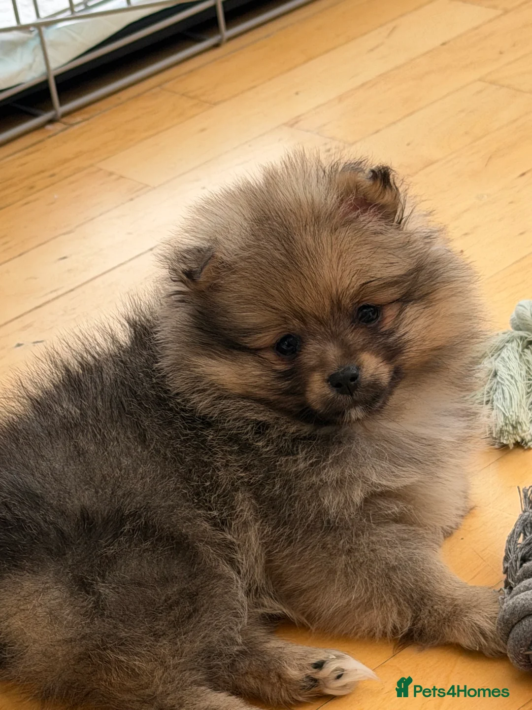 Pomeranian dogs for sale: puppy - Advert 3