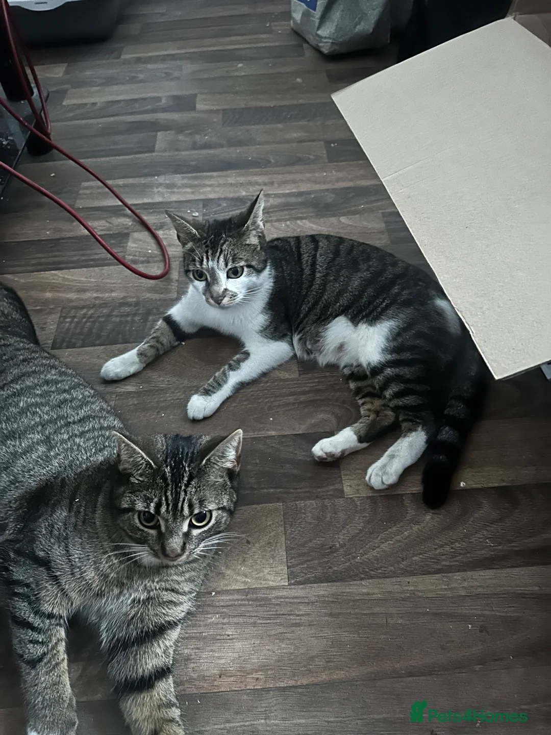 Domestic Shorthair cats for sale: 4 Adorable Kittens – Ready to Reserve - Advert 15