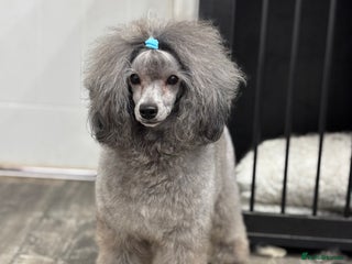 Miniature Poodle dogs ✨SILVER MINIATURE POODLE STUD✨ - Advert 23