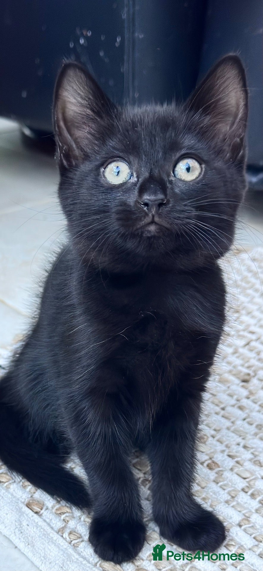 Mixed Breed cats Stunning kittens 🐈‍⬛ ONE LEFT, ready now - Advert 1