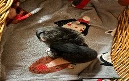 Mixed Breed cats for sale: Gorgeous kittens  - Advert 8