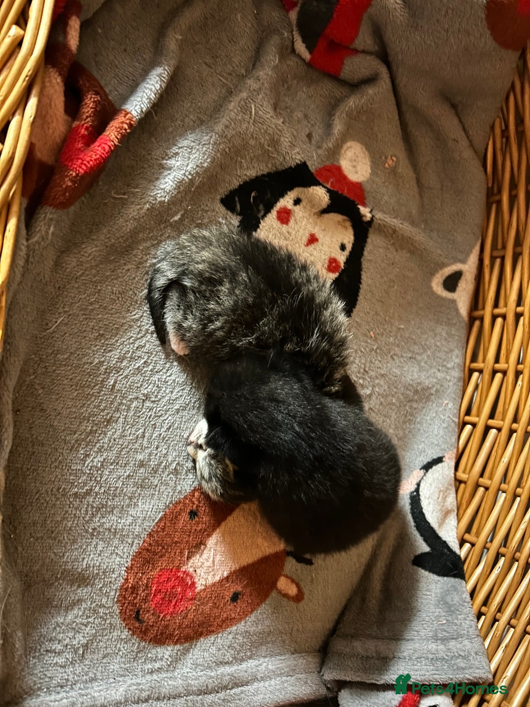 Mixed Breed cats for sale: Gorgeous kittens  - Advert 8