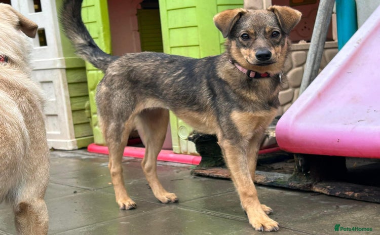 Mixed Breed dogs in Norwich - Advert 7