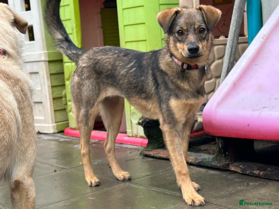 Mixed Breed dogs for adoption: Justice - Norwich Norfolk  in Norwich - Image 1