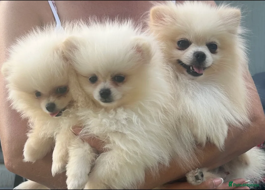 Pomeranian dogs for sale: pomarain pups - Advert 2