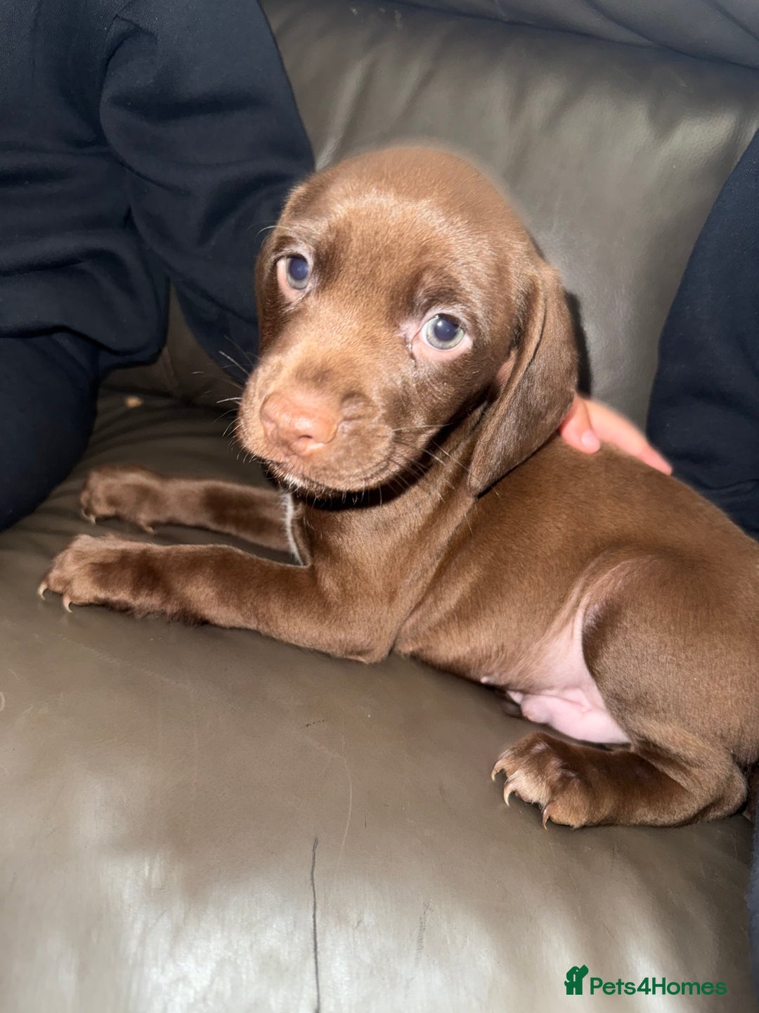 Mixed Breed dogs for sale: Mixed breed  - Image 4