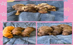 Cockapoo dogs for sale: Cockapoo puppies - Image 1