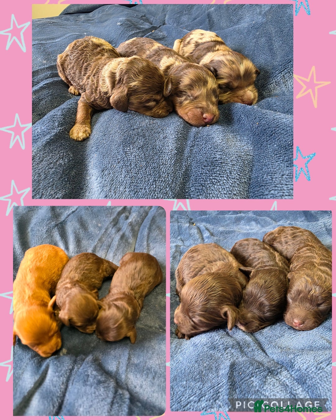 Cockapoo dogs for sale: Cockapoo puppies - Image 1