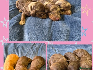 Cockapoo dogs - Advert 8