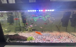 Live Bearers fish for sale: selling my tank and fish mollys guppys and more - Image 1