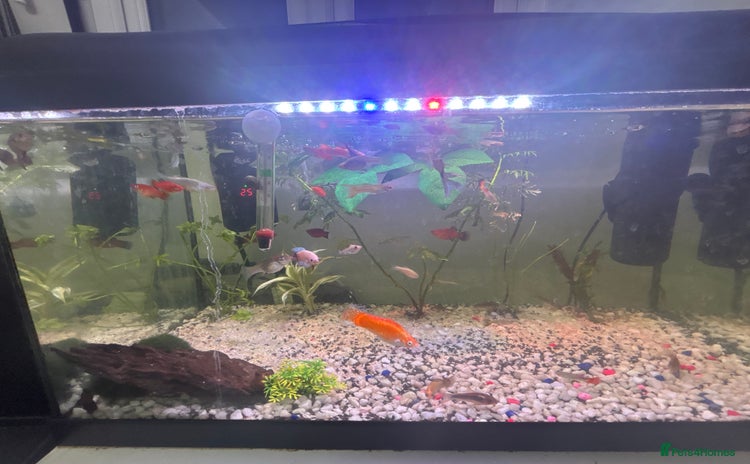 Live Bearers fish - Advert 1