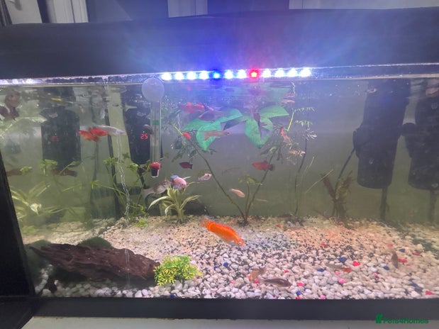 Live Bearers fish - Advert 1