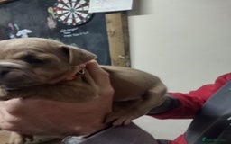 Mixed Breed dogs for sale: French x staffy cocker spaniel  - Image 3