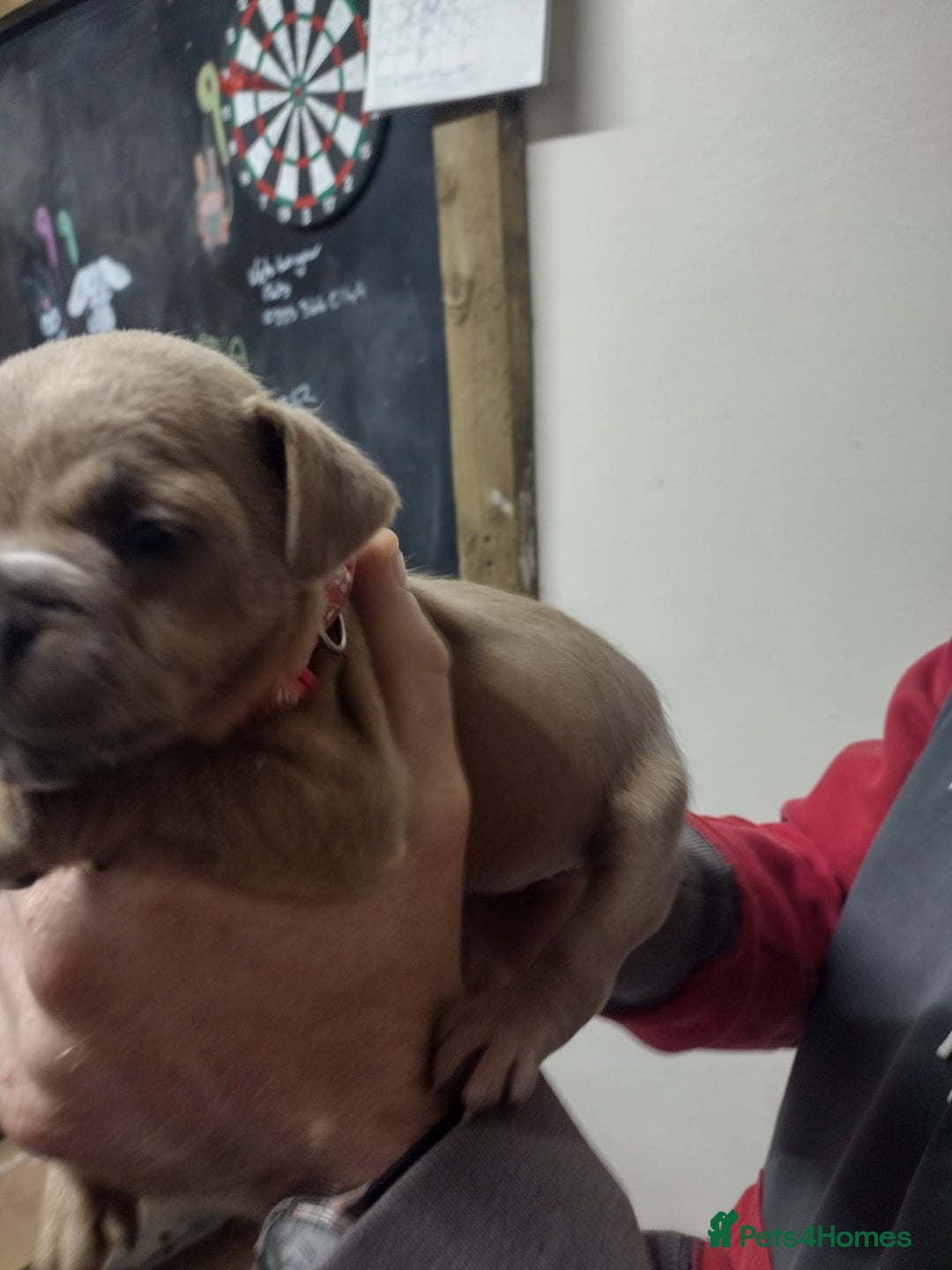 Mixed Breed dogs for sale: French x staffy cocker spaniel  - Image 3